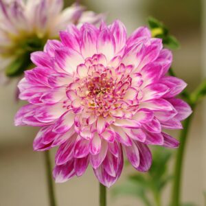 Macro shot of a vibrant pink dahlia flower in full bloom with detailed petals.